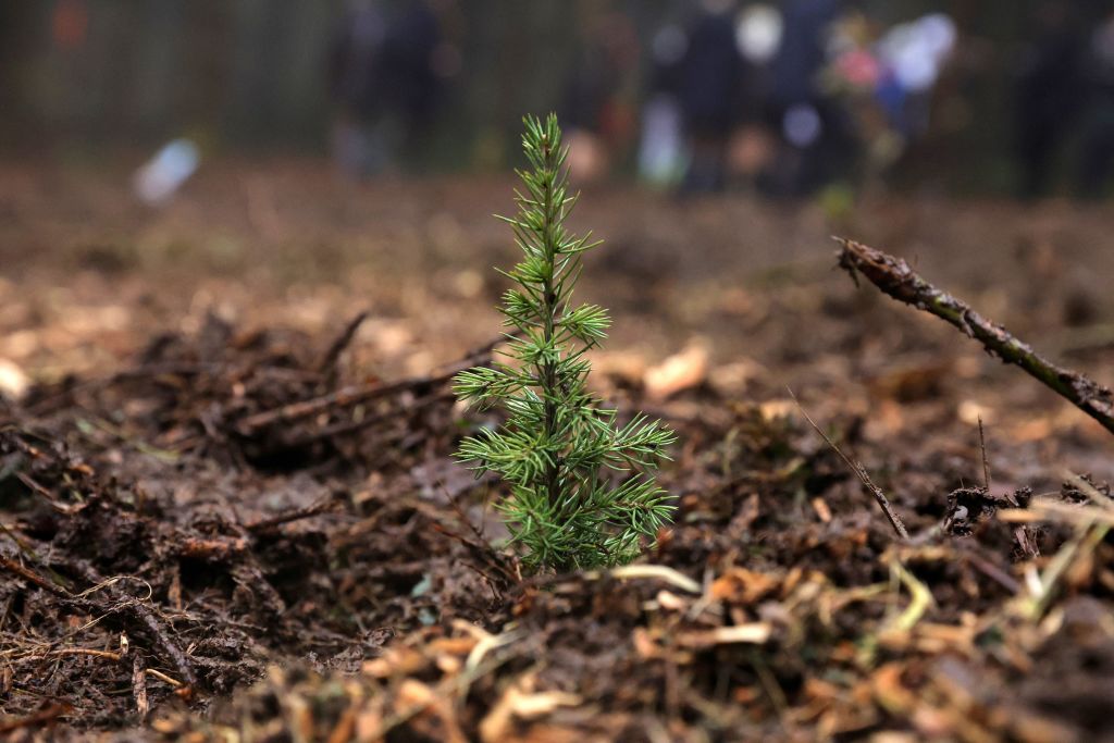 Artificial Intelligence Simulates Tree Growth and Shape, Revolutionizing Digital Tree Models